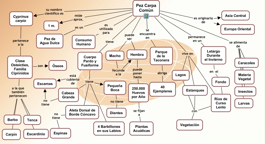 diagrama de pez carpa común